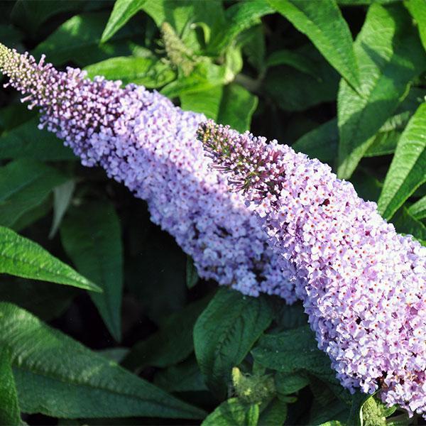 Butterfly Bush Pugster Amethyst- 3C