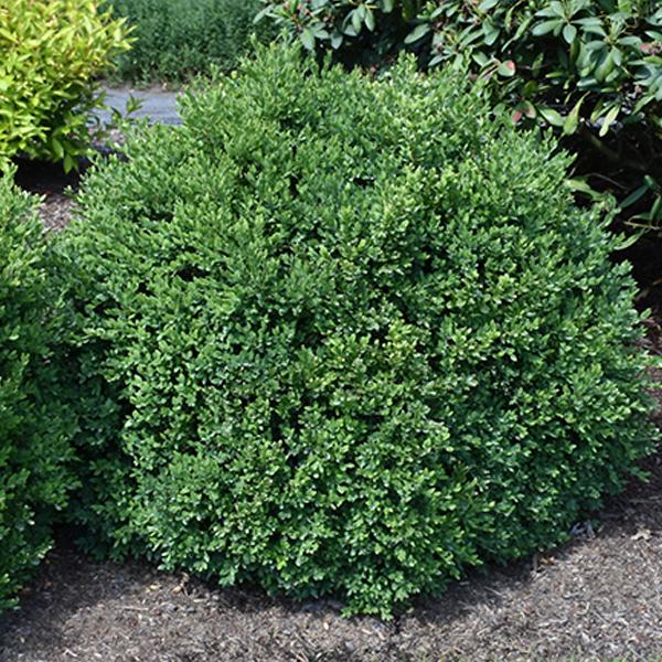 Boxwood Green Velvet - 5c