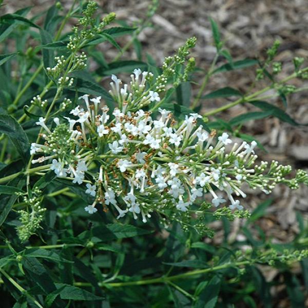 Butterfly Bush Petite Snow White- 3C