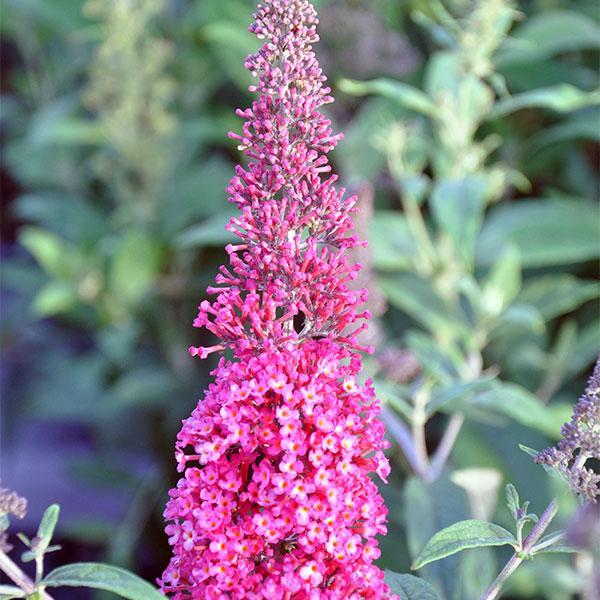 Butterfly Bush Monarch Prince Charming- 3C