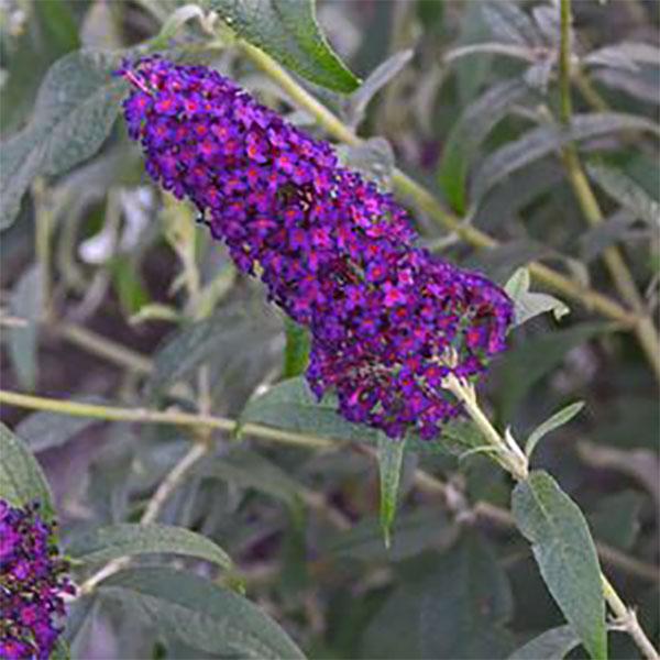 Butterfly Bush Monarch Dark Dynasty- 3C