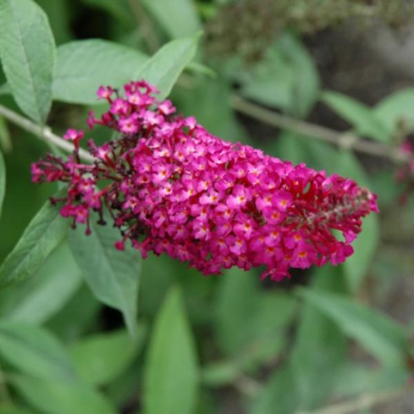 Butterfly Bush Cranrazz- 3C