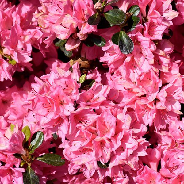 Azalea Tradition Pink- 3C
