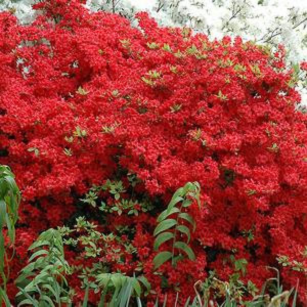 Azalea Stewartzonia- 3C