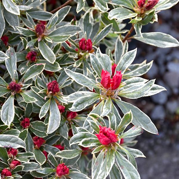 Azalea Silver Sword- 3C