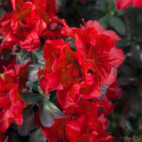 Azalea Encore Fire- 3C