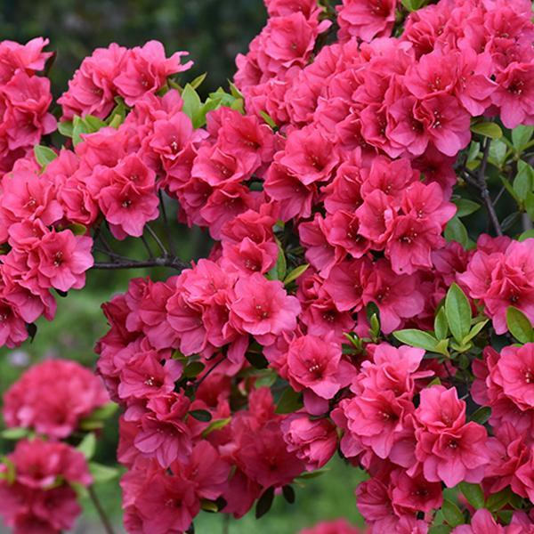 Azalea Hershey Red- 3C