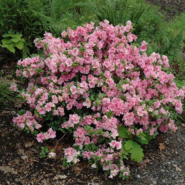 Azalea Gumpo Pink- 3C