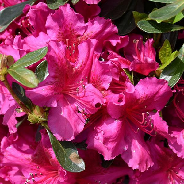 Azalea Girard Fuschia- 3C
