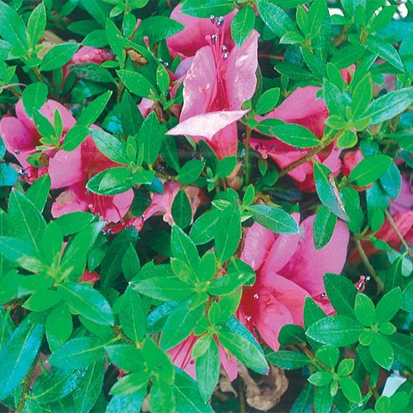 Azalea Chinzan- 3C