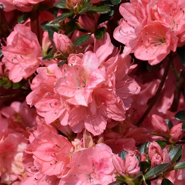 Azalea Blaaus Pink- 3C