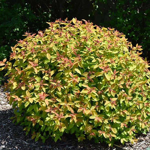 Spirea Candycorn- 2C
