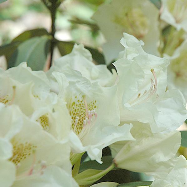 Rhododendron Towhead- 2C
