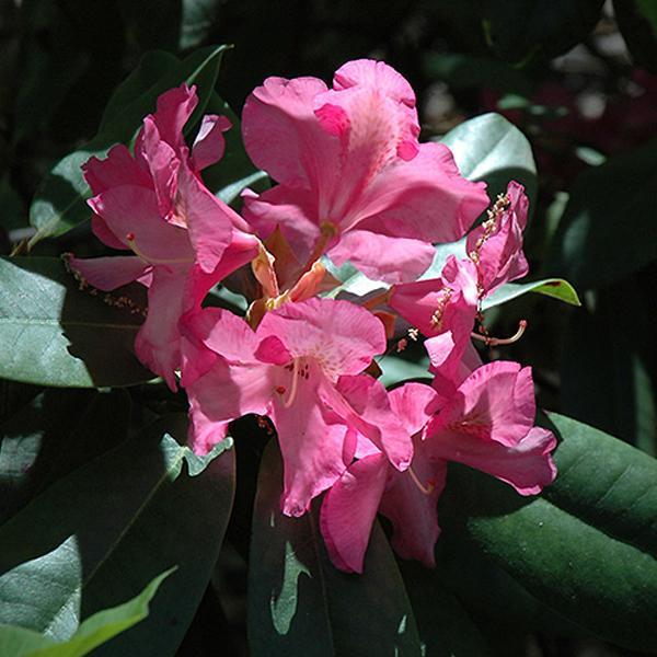 Rhododendron Mardi Gras- 2C