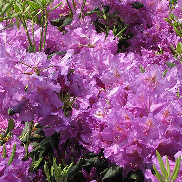 Rhododendron Lee's Dark Purple- 2C
