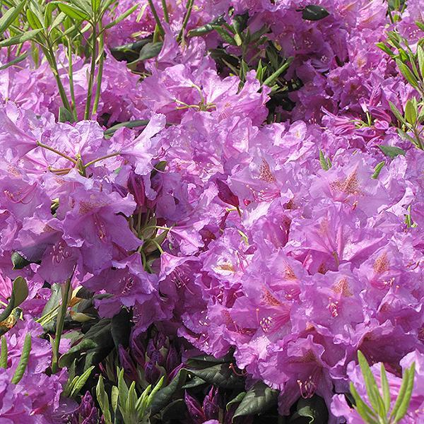 Rhododendron Dark Lord- 2C