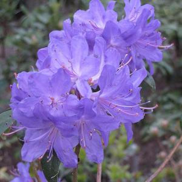 Rhododendron Blue Baron- 2C