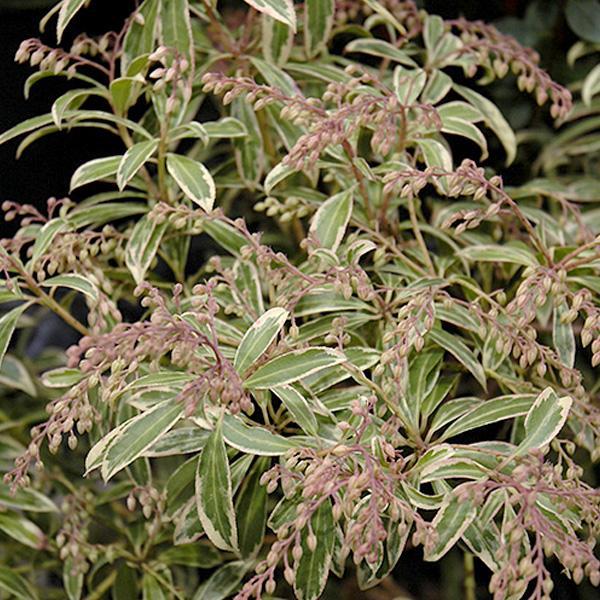 Pieris Flaming Silver- 2C