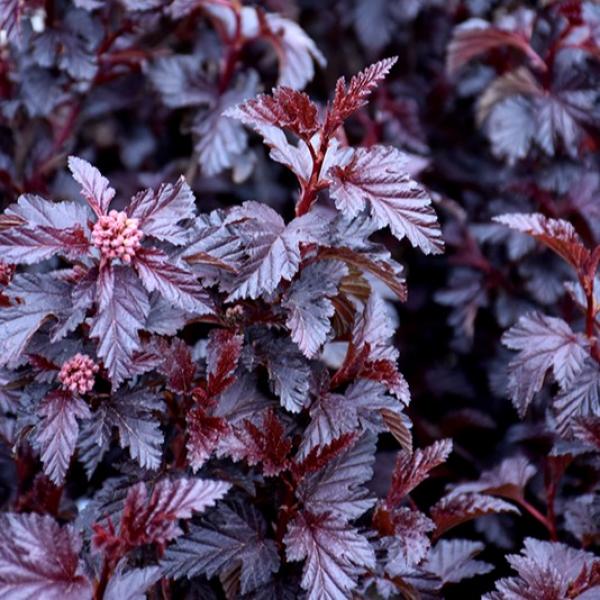 Ninebark Panther- 2C