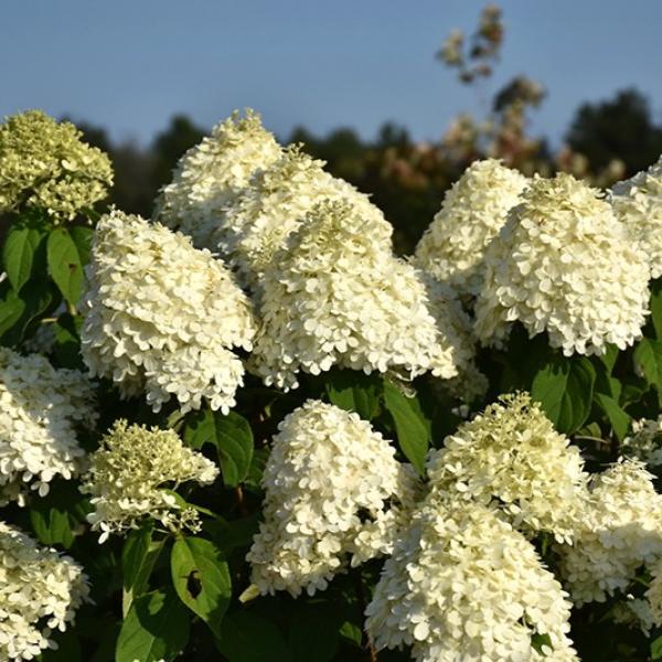 Hydrangea Paniculata Limelight- 2C