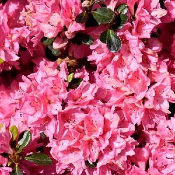 Azalea Tradition Pink- 2C