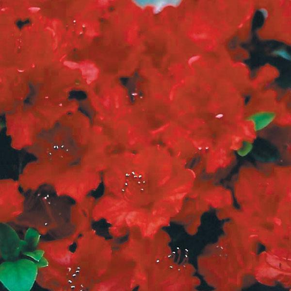 Azalea Stewartzonia- 2C