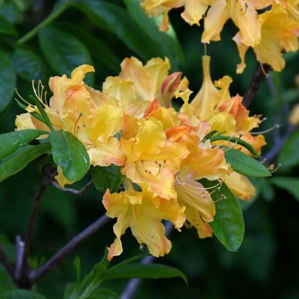 Azalea Exbury Lemon Lights- 2C
