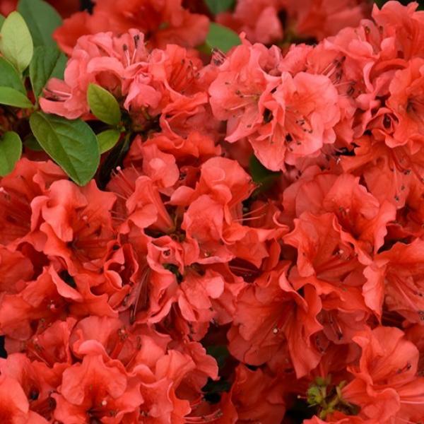 Azalea Hot Shot- 2C