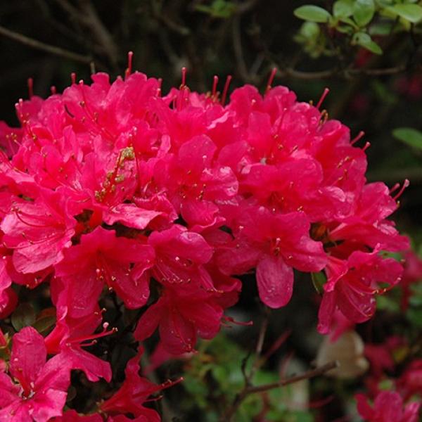 Azalea Hino Crimson- 2C