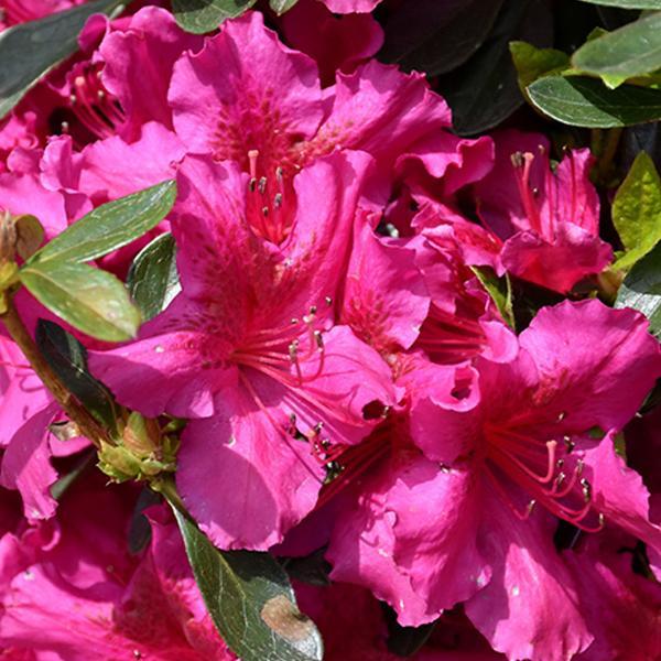 Azalea Girard Fuschia- 2C