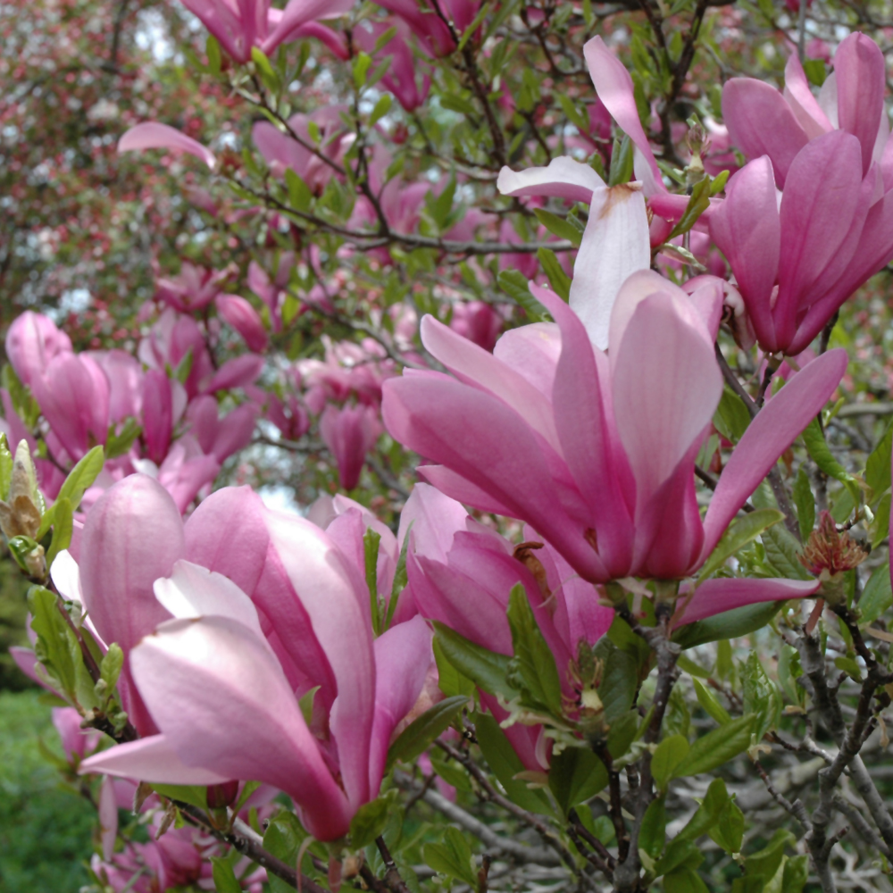 Magnolias