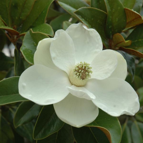 Magnolia Bracken's Beauty- 15C
