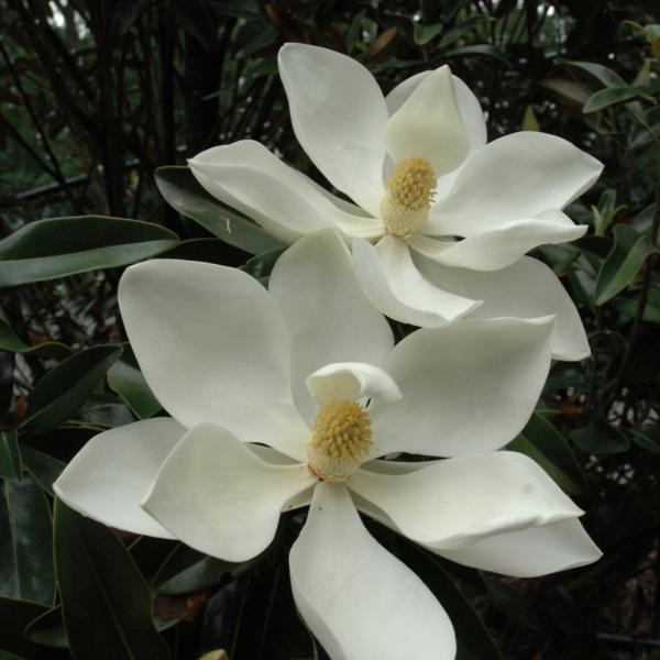 Magnolia Little Gem- 15C