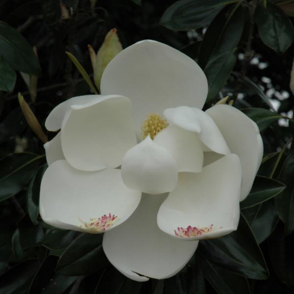 Magnolia Teddy Bear- 7C