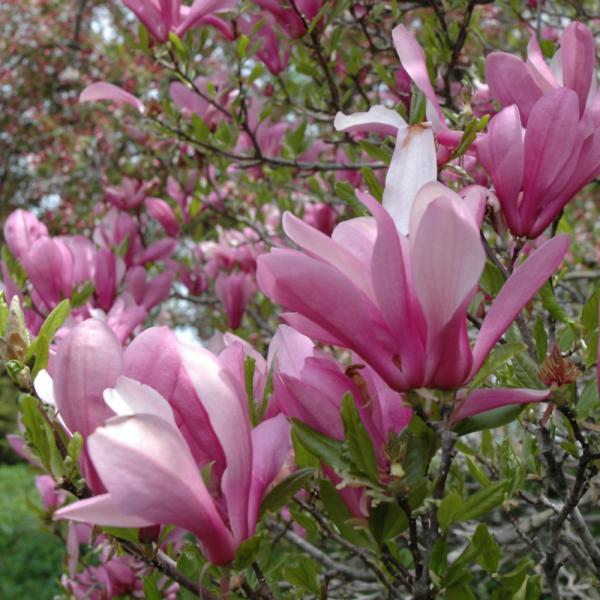 Magnolia Ann- 7C