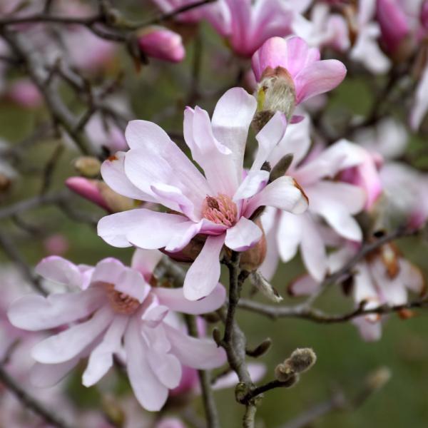 Magnolia Leonard Messel- 7C