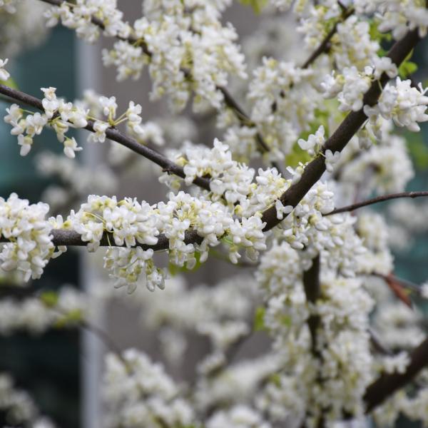 Redbud White Single Stem - 7C