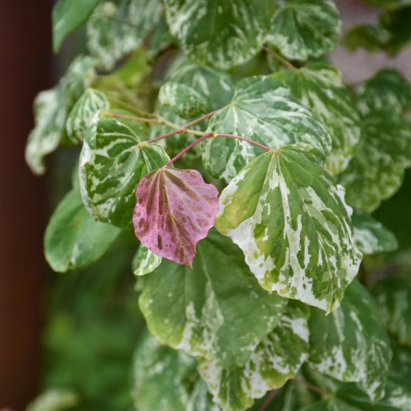 Redbud Variegated Alley Cat- 10C