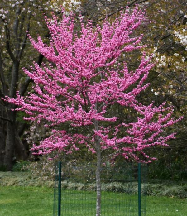 Redbud Applachian - 15C