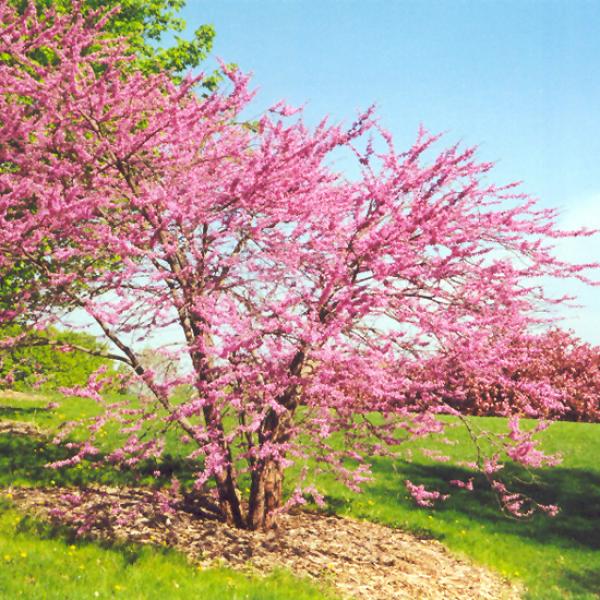 Redbud Multi Stem - 7C