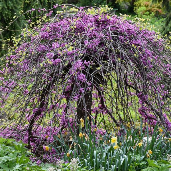 Redbud Covey Twist- 10C