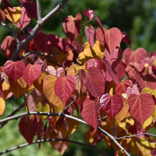 Redbud Flame Thrower Single Stem - 10C