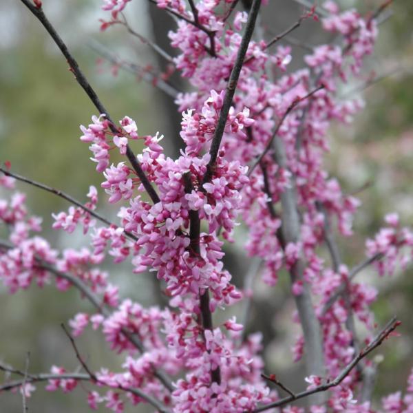 Redbud Forest Pansy Single Stem - 10C