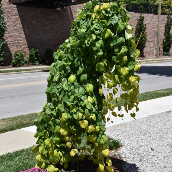 Redbud Golden Falls- 10C