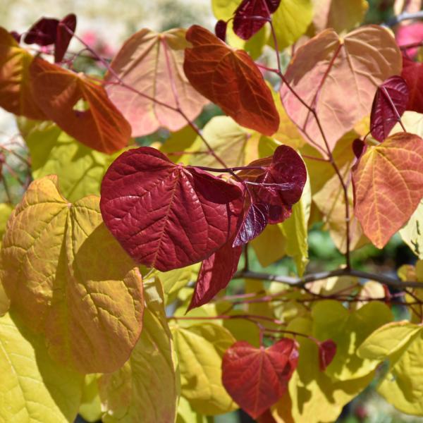 Redbud Hearts A Fire- 10C