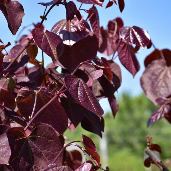 Redbud Merlot Single Stem - 7C