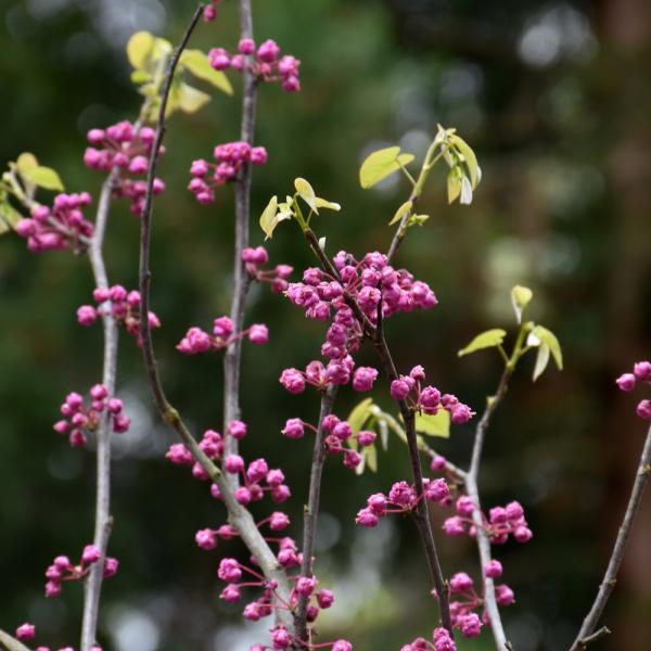 Redbud Pink Pompoms- 7C