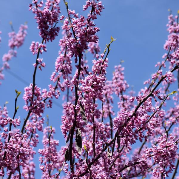 Redbud Rise N Shine- 15C