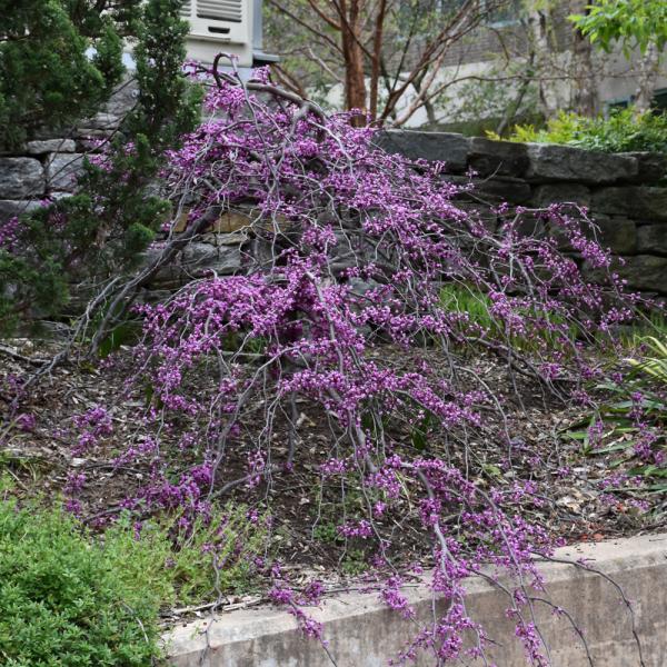 Redbud Ruby Falls- 7C