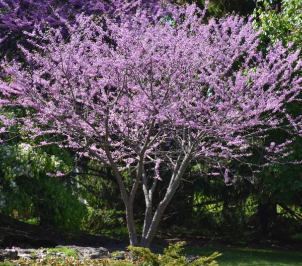 Redbud Single Stem - 7C